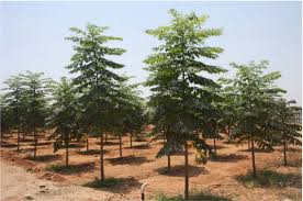 Melia Dubia Plants